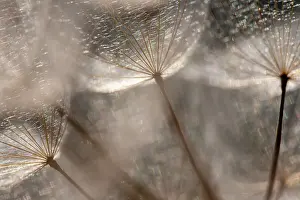 Prints of Creative details of a dandelion Transform Your Space: Macro details, of dandelion making a creative photograph