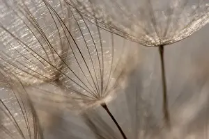 Prints of Creative details of a dandelion Transform Your Space: Macro details, of dandelion making a creative photograph