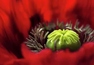 Captivating Floral Photography by Mandy Disher Gallery: Poppy