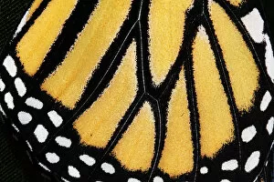 Monarch Butterfly (Danaus plexippus) Gallery: Macro Nature Photography