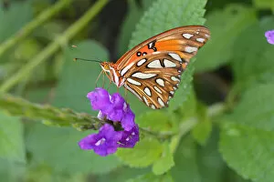 Images Dated 19th January 2014: Macro. Orange butterfly on a purple flower