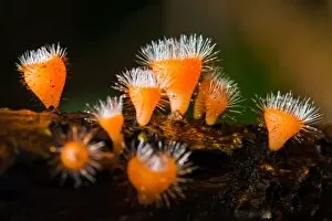 The macro photo of Cup Fungi