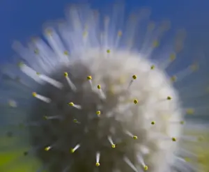 Stamen Prints: Poof