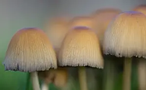 Macro Photograph of Funghi using high Resolution Imaging
