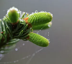 Images Dated 4th June 2016: Macro of Pine Tree Bud with Spiders web and dew droplets