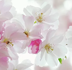 Flower Art Collection: Macro of sour Cherry tree pink & white flowers