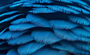 Modern Bird Feather Designs Gallery: Macro of Teal and Yellow Macaw Feathers
