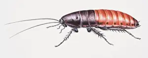 Insect Prints: Madagascan Hissing Cockroach, Gromphadorhina portentosa, side view