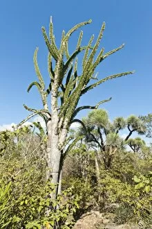 Tropical Tree Gallery: Madagascan Ocotillo or Alluaudia -Alluaudia procera-, Didiereaceae, Andohahela National Park