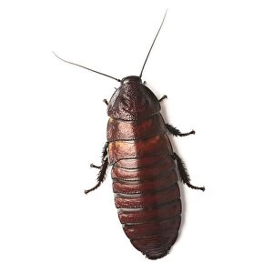 Animal Wildlife Gallery: Madagascar hissing cockroach