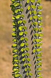 Succulent Plant Gallery: Madagascar ocotillo -Alluaudia procera-, Madagascar