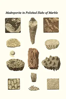 Prehistoric Prints: Madreporite in Polished Slabs of Marble