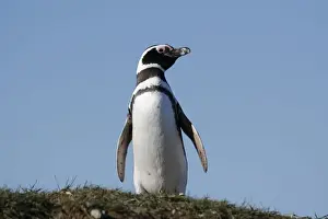 Penguin Prints: Magellanic Penguin (Spheniscus magellanicus)