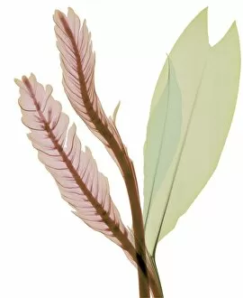 Biological Gallery: Magenta and green leaves, X-ray