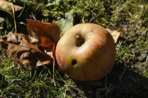 Maggot-ridden apple, windfall