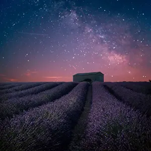 Lavender Dreams: A Journey Through Violet Fields: The magic of Provence