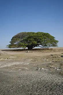 Reserve Prints: Magic Tree, large Fig Tree (Ficus), Ngorongoro Conservation Area, Tanzania, Africa