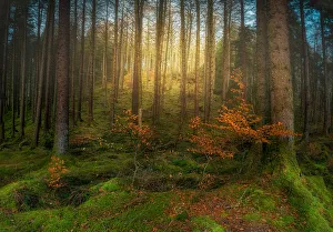 Frost Collection: Magical Forest