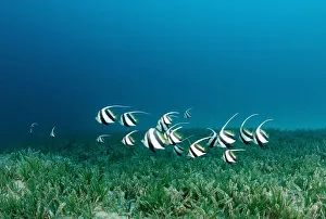 Images Dated 30th June 2010: Magical Underwater World