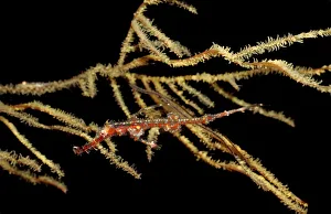 Images Dated 30th June 2010: Magical Underwater World