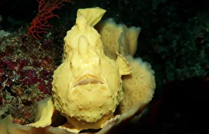 Images Dated 30th June 2010: Magical Underwater World