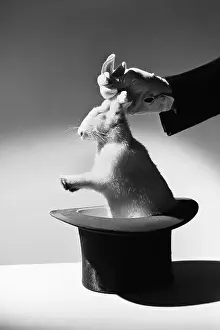 Stunt Prints: Magician Pulling a Rabbit out of a Hat