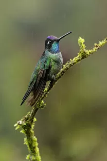 Images Dated 19th April 2017: Magnificent Hummingbird