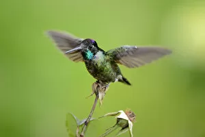 Images Dated 12th May 2012: Magnificent hummingbird -Eugene fulgens-, San Gerardo de Dota, Costa Rica, Central America