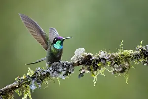 Magnificent Hummingbird (Eugenes fulgens) defending his perch, Costa Rica