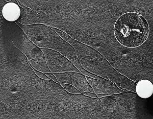Molecule Prints: Magnified Photo of DNA