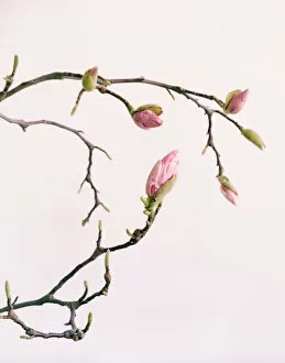 Magnolia branch with flower buds
