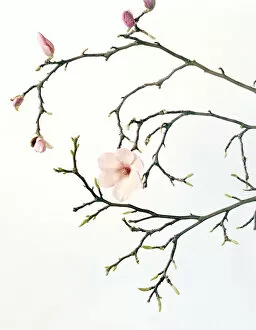 Magnolia buds and flowers