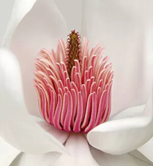 Flowers by Brian Haslam Collection: Magnolia campbellii