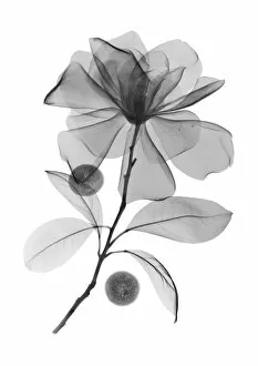 Xray Collection: Magnolia flower and acai berries, X-ray