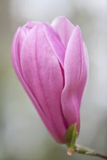 Images Dated 5th May 2013: Magnolia -Magnolia-, flower, Bavaria, Germany