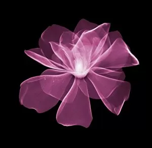 Flowers and Plants Inside Out Gallery: Magnolia (Magnolia virginiana) flower head, X-ray