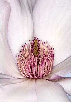 Flowers by Brian Haslam Collection: Magnolia sargentiana Flower Detail