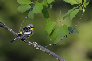 Images Dated 27th August 2018: Magnolia Warbler (Setophaga magnolia)