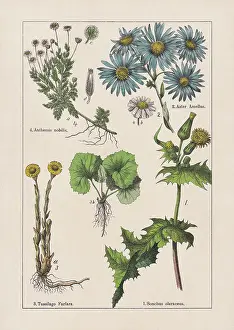 Magnoliids, Asteraceae, chromolithograph, published in 1895