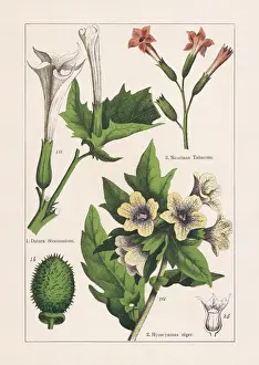 Magnoliids, Asterids, chromolithograph, published in 1895