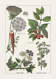 Magnoliids, Asterids, chromolithograph, published in 1895