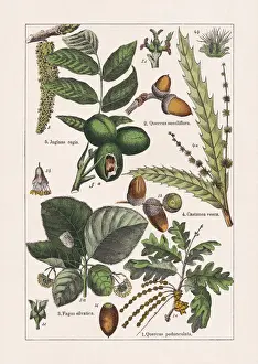 Magnoliids, chromolithograph, published in 1895