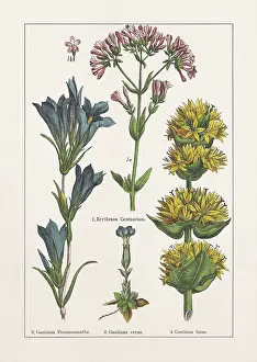 Magnoliids, Gentianaceae, chromolithograph, published in 1895