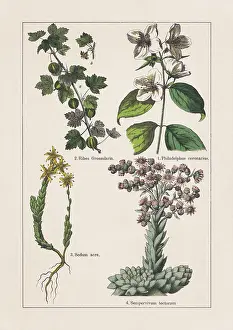 Magnoliids, Hydrangeaceae, Crassulaceae, chromolithograph, published in 1895
