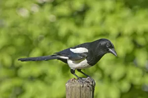Magpie -Pica pica-, keeping lookout on a pole in a meadow, Untergroeningen, Baden-Wuerttemberg, Germany, Europe