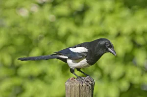 Images Dated 13th May 2012: Magpie -Pica pica-, keeping lookout on a pole in a meadow, Untergroeningen, Baden-Wuerttemberg