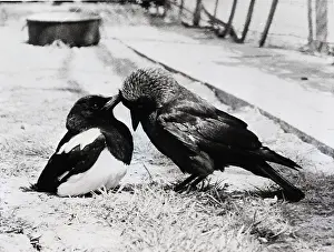 Preening Prints: Magpie Preening Blackbird