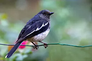 Images Dated 1st September 2014: Magpie-robin (Copsychus saularis)