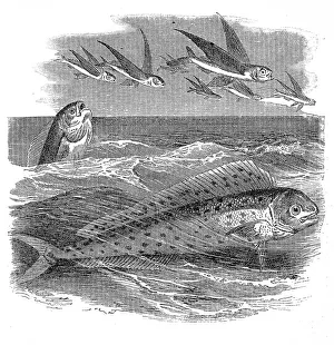 Images Dated 31st August 2016: The mahi-mahi or common dolphinfish (Coryphaena hippurus)