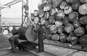 Crane Prints: Mahogany Logs